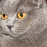 http://thumbnails48.imagebam.com/16775/75c180167740933.jpg